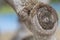 Photography of the detail of the trunk of a fig tree