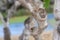 Photography of the detail of the trunk of a fig tree