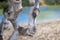 Photography of the detail of the trunk of a fig tree