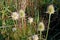 Photography of Dipsacus laciniatus or cutleaf teasel