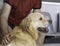 Photography of a dog waiting sitting with his owner at the veterinarian