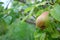 Photography of European wild pear Pyrus pyraster