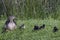 Photography of a female mallard with babies