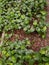 a photography of a garden with a bunch of green plants, flowerpots and plants in a garden with a blue watering hose