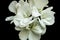 Photography of a geranium of a white color