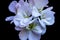 Photography of a geranium of a white color