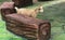 a photography of a goat standing on a log in a zoo, canis dingo de la zoo de los angeles, california, usa