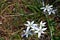 Photography of grass lily, garden star-of-Bethlehem or eleven-o'clock lady flowers Ornithogalum umbellatum