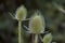 Photography of green Dipsacus laciniatus or cut-leaved teasel flowerhead