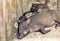 a photography of a group of baby pigs laying on the ground, there are a lot of small animals that are huddled together