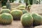 a photography of a group of cactus plants in a desert, there are many cactus plants that are growing in the dirt
