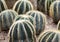 a photography of a group of cactus plants in a desert, there are many small cactus plants that are growing in the dirt