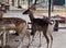 a photography of a group of deer standing next to each other, gazelle and deer in a zoo enclosure with a fence