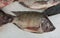 a photography of a group of fish sitting on top of a pile of ice, there are three fish that are sitting on a table