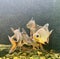 a photography of a group of fish swimming in a tank, there are three fish swimming in a tank with rocks and gravel