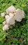 a photography of a group of mushrooms growing in a patch of grass, mushroom growing in the grass with a lot of leaves