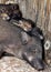 a photography of a group of pigs laying on top of each other, there are three pigs that are laying down together in a pile