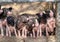 a photography of a group of pigs standing behind a fence, sus scrofas are standing in a fenced in area with a bunch of pigs