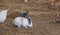 a photography of a group of rabbits and chickens in a hay field, angora rabbit and chickens in a hay field with hay