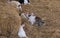 a photography of a group of rabbits in a hay pile, cottontail rabbit and other rabbits in a hay pile with hay