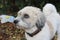 Photography of a havanese bichon wearing a leash. Side view of a small white dog near snow and leaves