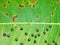 a photography of a leaf with a lot of bugs on it, pismires on a leaf with brown spots