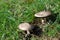 Photography of Lepiota mushrooms in the field