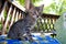 Photography of little domestic cat Felis catus The European Shorthair