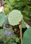 a photography of a lotus flower with many holes in it, tree - frog - like plant with many holes in the center