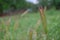 Photography of meadow barley Hordeum brachyantherum