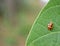 Photography of multicolored Asian ladybug larvae Harmonia axyridis