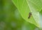 Photography of multicolored Asian ladybug larvae Harmonia axyridis