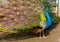 Photography of the multiple eyes of the feathers of an indian peafowl peacock in full display