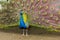 Photography of the multiple eyes of the feathers of an indian peafowl peacock in full display