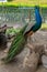 Photography of the multiple eyes of the feathers of an indian peafowl peacock in full display