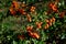 Photography of a orange narrowleaf firethorn Pyracantha angustifolia