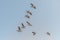 photography of pelicans in the Djoudj National Park in Senegal