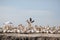 photography of pelicans in the Djoudj National Park in Senegal