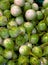 a photography of a pile of green and white figurines, globe artichokes are green and white in a pile