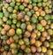 a photography of a pile of oranges with a lot of green ones, grocery store display of oranges and limes with a lot of rust