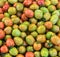 a photography of a pile of tomatoes with green and red tomatoes