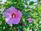 Photography of pink Syrian ketmia flowers Hibiscus syriacus