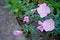 Photography of pinkladies flowers Oenothera speciosa