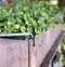 a photography of a planter box with a variety of plants in it, there is a planter with a lot of green plants in it