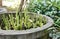 a photography of a planter with some plants in it, flowerpot with plants in it in a garden with trees