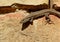 Photography of Podarcis muralis common wall lizard