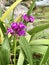 a photography of a purple flower in a green planter next to a stream, flowerpots of purple flowers in a garden near a stream