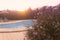 Photography of purple flowers Sword-leaf Phlox and a pool, a residential area during the sunset with palms and pool