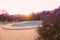 Photography of purple flowers Sword-leaf Phlox and a pool, a residential area during the sunset with palms and pool