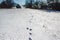 Photography of rabbit footprints in the snow